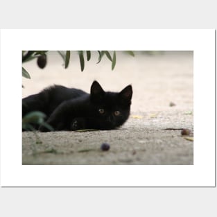 Black Kitten Playing with Black Olives Posters and Art